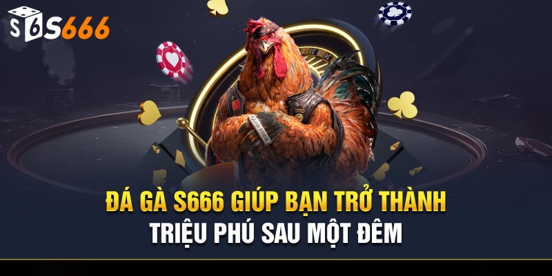 S666: Nền tảng cá cược đá gà Thomo uy tín và chuyên nghiệp