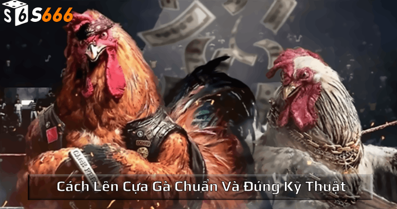 Cách lên cựa gà chuẩn và đúng kỹ thuật