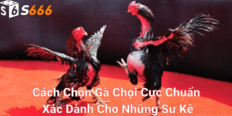 Đặc điểm nhận biết của gà chọi là gì?